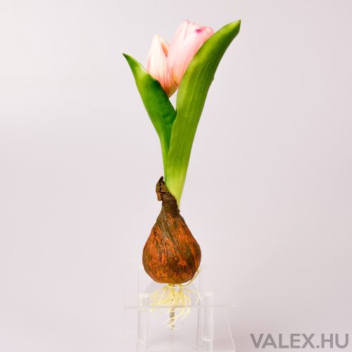 Real touch leszúrható hagymás gumi tulipán 24cm - Pink