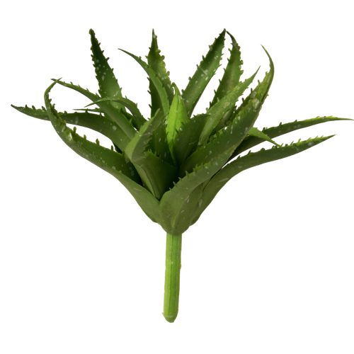 Aloe vera - Sötétzöld