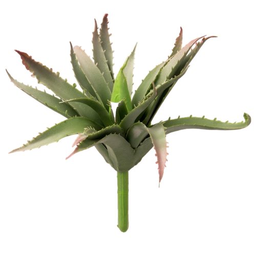 Aloe vera - Világoszöld