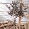 Eucalyptus branch bundle, 5 stems, 39cm tall