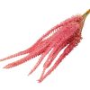 Sage bundle, 6 stems, 50cm tall - Rose red