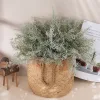 Hamvas aszparágusz csokor, 35cm magas, 7 ágú