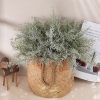 Frosted asparagus bouquet, 35cm tall, 7 branches