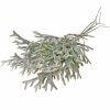 Antler Grass Bundle, 6 Stems, 39cm Tall - White Green