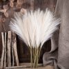 Pampas Grass Bundle, 10 Stems, 48cm Tall - Ecru