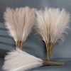 Pampas Grass Bundle, 10 Stems, 48cm Tall - Ecru