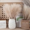 Pampas Grass Bundle, 10 Stems, 48cm Tall - Ecru