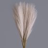 Pampas Grass Bundle, 10 Stems, 48cm Tall - Powder Brown