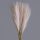 Pampas Grass Bundle, 10 Stems, 48cm Tall - Powder Brown