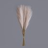 Pampas Grass Bundle, 10 Stems, 48cm Tall - Powder Brown