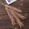 4 ágú pampafű ág, 58cm magas - Barna