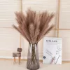4 ágú pampafű ág, 58cm magas - Barna