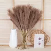 4 ágú pampafű ág, 58cm magas - Barna