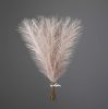 Silver Metallic Pampas Grass Bundle, 20 Stems, 45cm Tall - Champagne