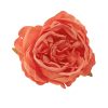 Peony Silk Flower Head, 5.5cm - Orange