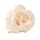 Peony Silk Flower Head, 5.5cm - Ecru