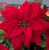 Poinsettia Bouquet, 5 Stems, Height: 37cm, Flower Head Diameter: 13.5cm