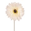 Gerbera Silk Flower Stem, Height: 55cm, Flower Head Diameter: 10cm - Beige White