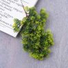 Cypress Bush, Height: 34cm