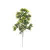 Cypress Bush, Height: 34cm