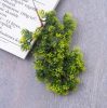 Cypress Bush, Height: 34cm