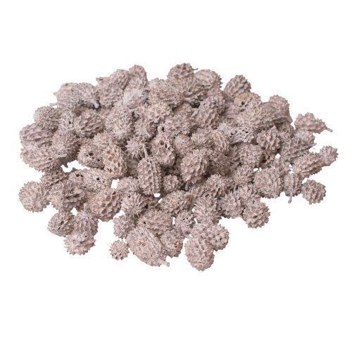 Casurina 15dkg/csom - Fehér tea