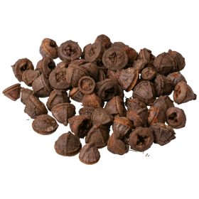 Eukaliptusz termés 15dkg/csom - Natúr