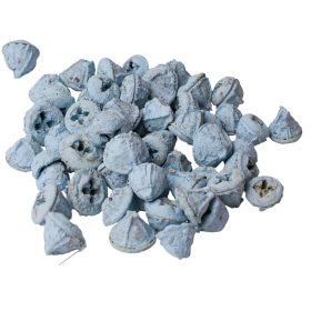 Eukaliptusz termés 15dkg/csom - Tengerkék