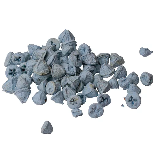 Eukaliptusz termés 15dkg/csom - Hidegkék