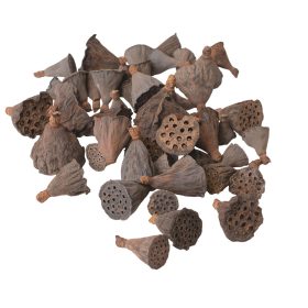 Mini lótusz 1-3cm, 50db/csom - Natúr