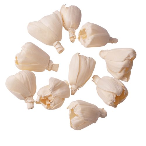 Shola tulipán 6cm 10db/csom - Natúr