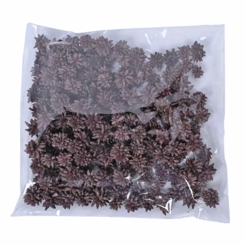 Star flower 15dkg/csom - Merlot