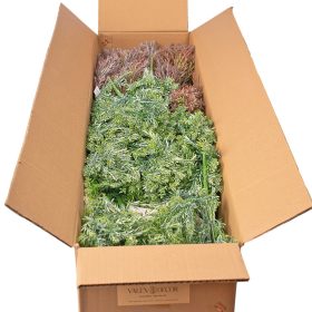 Ciprus bokor, 7 ágú, 35cm magas - 48db-os mix