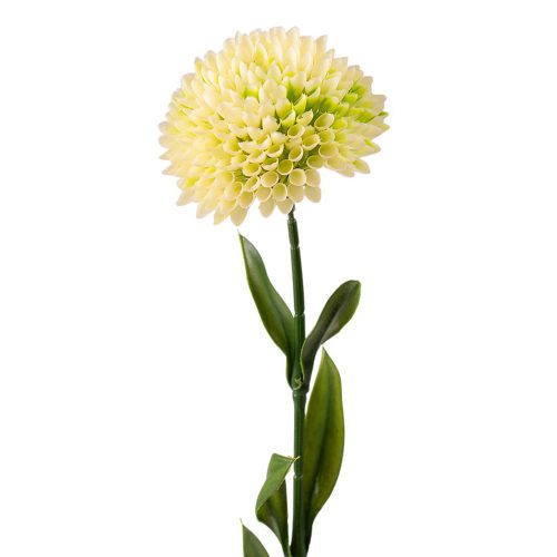 Dália szál, 50cm magas - Ekrü