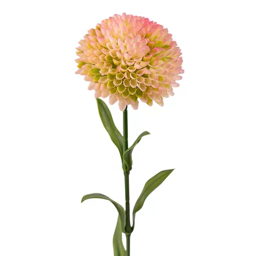 Dália szál, 50cm magas - Krém / Rózsaszín