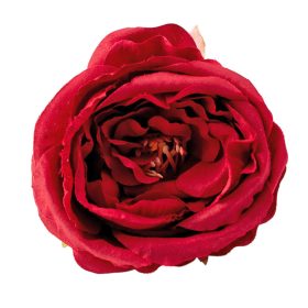 Peónia selyemvirág fej, 7cm - Bordó