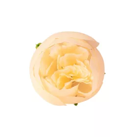 Boglárka selyemvirág fej, 3cm - Krém