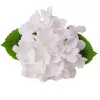 Real touch hortenzia, 21cm magas, virágfej  átmérő: 15cm - Fehér