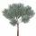 Decorative Pine Bundle, 12 Stems, 11cm Tall - Green