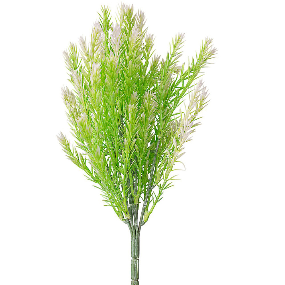 Ciprus bokor, 7 ágú, 35cm magas - Halványzöld